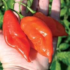Afbeeldingsresultaat voor chili maya hot pepper hot pepper
