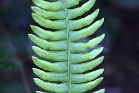 Attēlu rezultāti vaicājumam “Blechnum spicant”