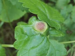 Attēlu rezultāti vaicājumam “Liposthenes glechomae”