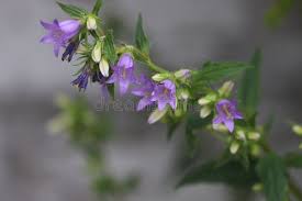 Attēlu rezultāti vaicājumam “Campanula trachelium leaf”