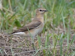 Attēlu rezultāti vaicājumam “Oenanthe oenanthe female”