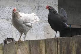 Attēlu rezultāti vaicājumam “Gallus”