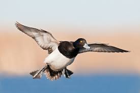 Image result for Aythya affinis