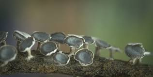 Attēlu rezultāti vaicājumam “Diderma hemisphaericum”