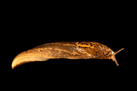 Attēlu rezultāti vaicājumam “Limax maximus”