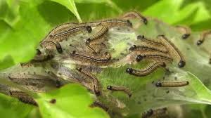 Attēlu rezultāti vaicājumam “Malacosoma neustria larva”