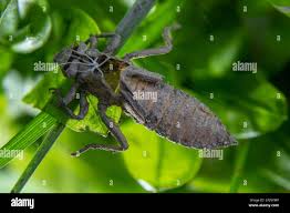 Attēlu rezultāti vaicājumam “Gomphus flavipes”