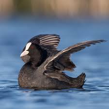 Attēlu rezultāti vaicājumam “Fulica atra adult”