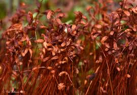 Attēlu rezultāti vaicājumam “Funaria hygrometrica”