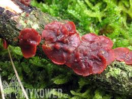 Attēlu rezultāti vaicājumam “Cytidia salicina”