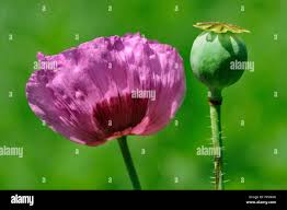 Attēlu rezultāti vaicājumam “Papaver argemone fruit”