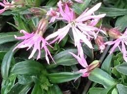 Attēlu rezultāti vaicājumam “Lychnis flos-cuculi fruit”