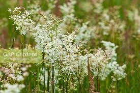Attēlu rezultāti vaicājumam “Filipendula vulgaris flower”