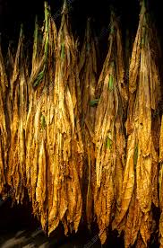 Attēlu rezultāti vaicājumam “Nicotiana tabacum leaf”