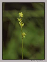 Attēlu rezultāti vaicājumam “Carex loliacea”