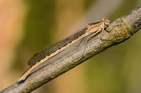 Attēlu rezultāti vaicājumam “Sympecma paedisca”