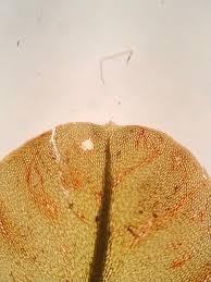 Attēlu rezultāti vaicājumam “Pseudobryum cinclidioides”