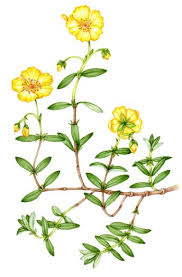 Attēlu rezultāti vaicājumam “Helianthemum nummularium leaf”