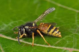 Attēlu rezultāti vaicājumam “Vespula rufa”