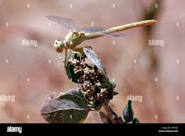 Attēlu rezultāti vaicājumam “Gomphidae”