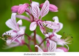 Image result for Diptam