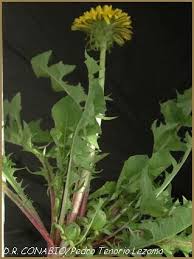 Image result for diente de leon