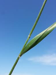 Attēlu rezultāti vaicājumam “Hordelymus europaeus”