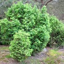 Attēlu rezultāti vaicājumam “Juniperus communis”