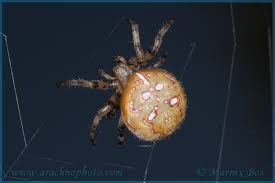 Attēlu rezultāti vaicājumam “Araneus quadratus female”