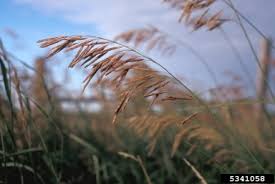 Attēlu rezultāti vaicājumam “Bromopsis inermis fruit”
