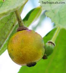 Attēlu rezultāti vaicājumam “Calamagrostis canescens fruit”