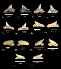 Image result for Sphyrna zygaena