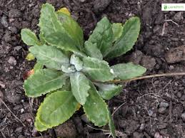 Attēlu rezultāti vaicājumam “Primula farinosa leaf”
