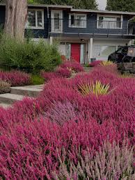 Attēlu rezultāti vaicājumam “Calluna vulgaris”