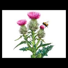 Image result for Silybum marianum