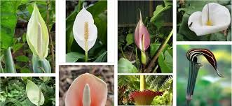 Attēlu rezultāti vaicājumam “Araceae”