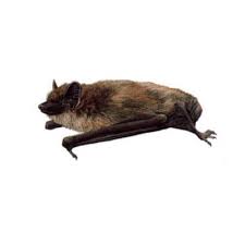 Attēlu rezultāti vaicājumam “Eptesicus serotinus”