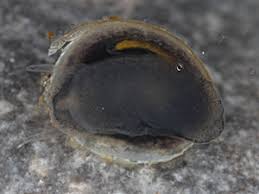 Attēlu rezultāti vaicājumam “Ancylus fluviatilis”