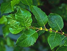 Attēlu rezultāti vaicājumam “Salix myrsinifolia leaf”