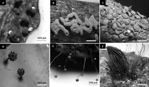 Attēlu rezultāti vaicājumam “Physarum melleum”