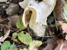 Attēlu rezultāti vaicājumam “Helvella”