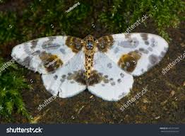 Attēlu rezultāti vaicājumam “Abraxas sylvata”