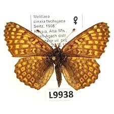 Attēlu rezultāti vaicājumam “Melitaea cinxia”