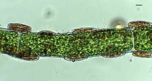 Attēlu rezultāti vaicājumam “Cladophora glomerata”