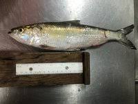 Image result for Alosa chrysochloris