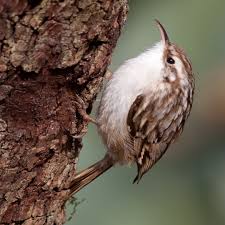 Attēlu rezultāti vaicājumam “Certhia familiaris adult”