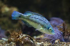 Image result for Symphodus melops