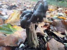 Attēlu rezultāti vaicājumam “Helvella lacunosa”