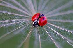 Attēlu rezultāti vaicājumam “Coccinella septempunctata”