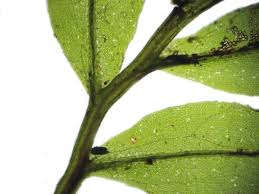 Attēlu rezultāti vaicājumam “Mnium stellare”